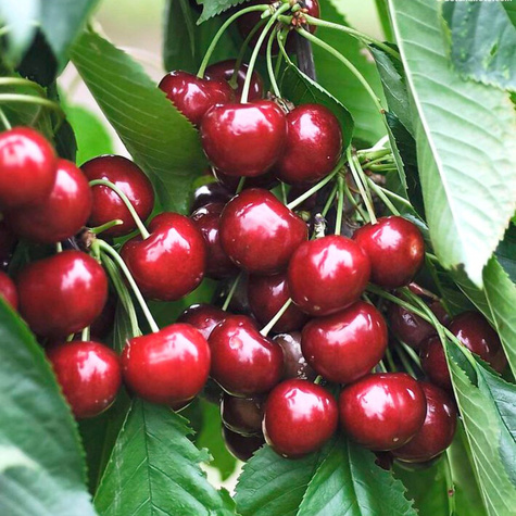 Czereśnia kolumnowa Queen Marry START PACK