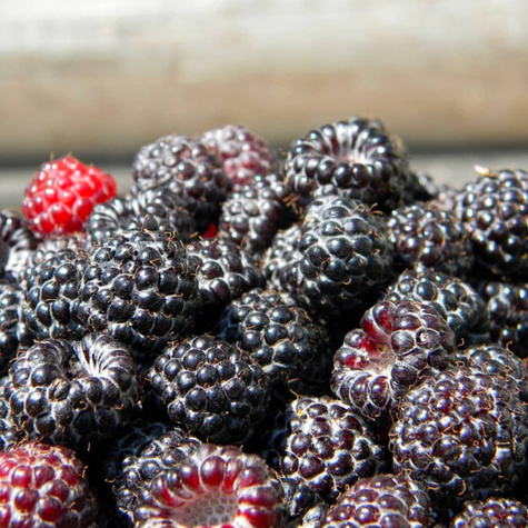 Malina czarna START PACK