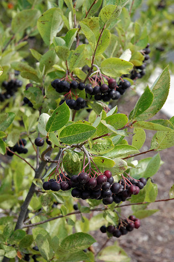 Aronia czarnoowocowa Hugin(C2)