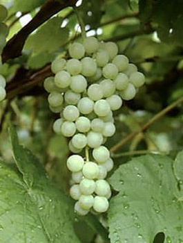 Winorośl winogrona Himrod bezpestkowa