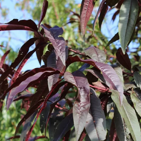 Brzoskwinia czerwonolistna Rubia START PACK