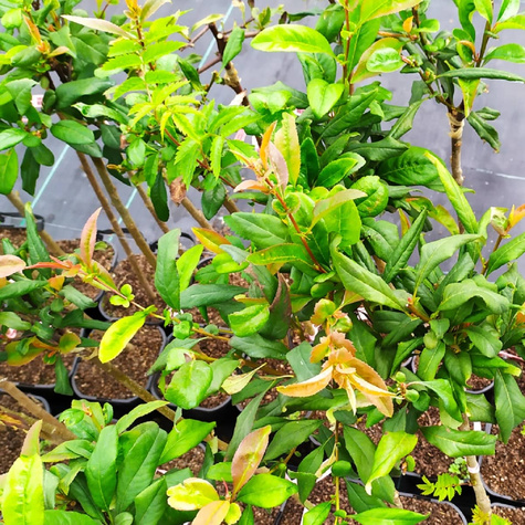 Pigwowiec okazały Nivalis Szczepiony na pniu PA60