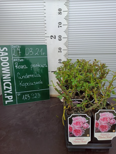 Róża parkowa Cinderella Kopciuszek jasnoróżowa balot