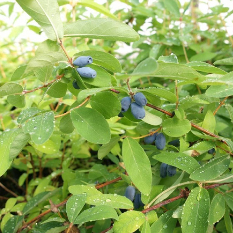 Jagoda kamczacka Wołoszebnica