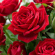 Róża wielkokwiatowa Czerwona Fulgurante w balocie