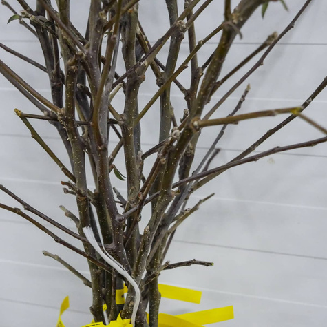 Jabłoń Jonagored START PACK