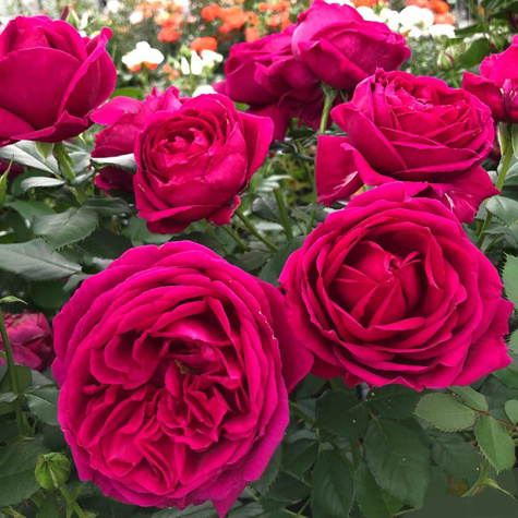 Róża rabatowa Fur Elise filetowo-różowa balot