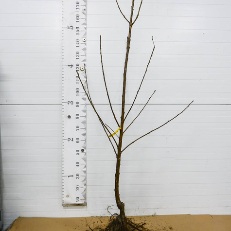 Czereśnia półkarłowa Kasandra duże i smaczne owoce START PACK