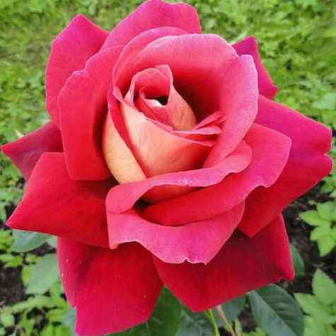 Róża wielkokwiatowa dwubarwna Malinowo-żółta typu Kronenburg