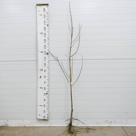 Nektaryna Durbin START PACK