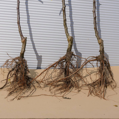 Jabłoń Bohemia Start Pack