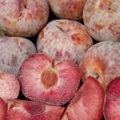 Śliwko-morela Śliwomorela Plumcot START PACK