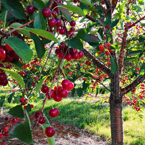 Wiśnia Turgieniewska Turgieniewka słodka
