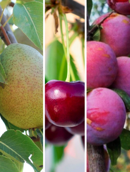 Zestaw Owocowe Letnie Zbiory Plant Pack