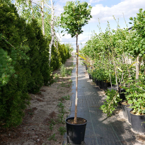 Agrest biały Mucurines na pniu w doniczce