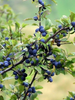 Śliwa tarnina na żywopłot Plant Pack