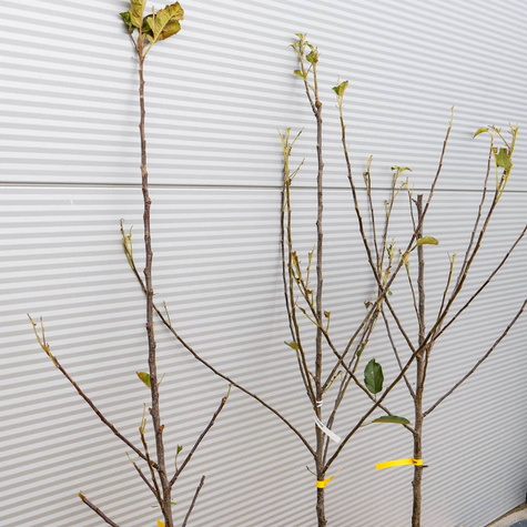 Jabłoń Elstar START PACK