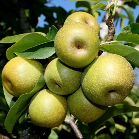 Duo Grusza Konferencja + Early Shu START PACK ®