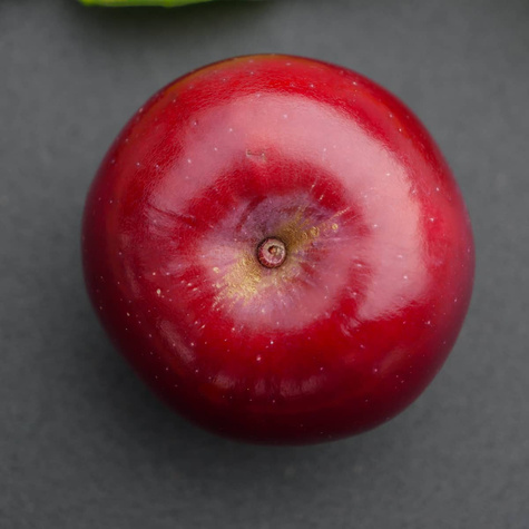 Jabłoń Red Love sadzonki c2