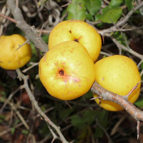 Pigwowiec japoński Plant Pack