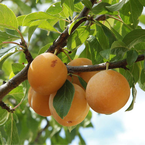 Śliwa Renkloda Ulena Samopylna