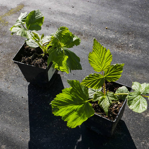Malina powtarzająca owocowanie Polka w doniczce