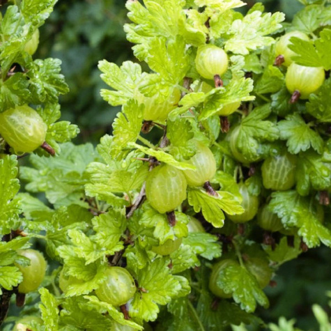 Duo agrest biały i porzeczka biała na pniu w balocie
