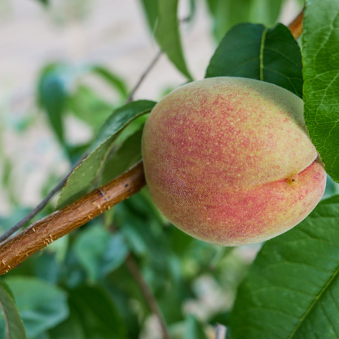 Brzoskwinia Harco START PACK