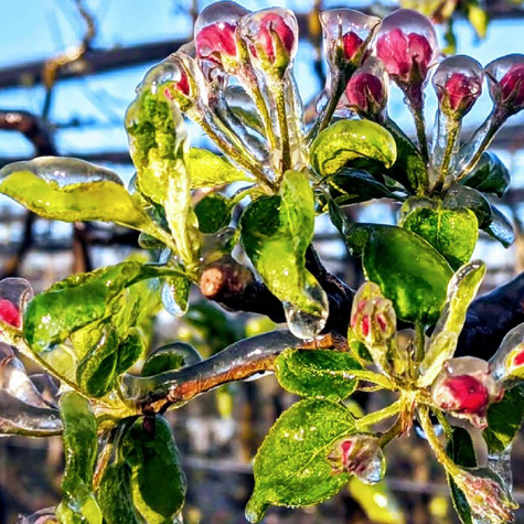 Jabłoń Red Jonaprince w doniczce C2