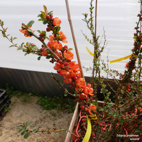 Pigwowiec japoński Sargentii (C2)