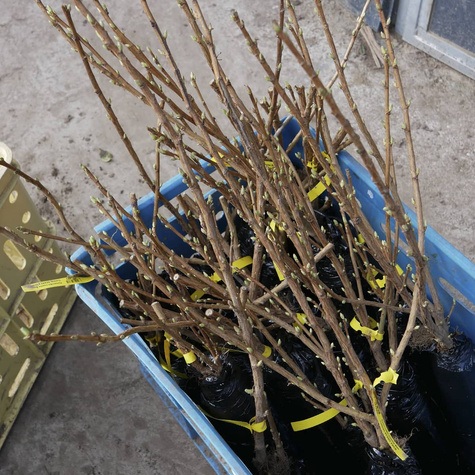 Porzeczka czarna Ben Connan w balocie