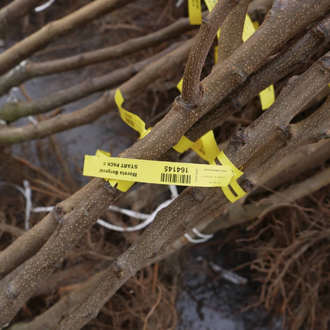 Morela Bergeval START PACK