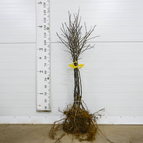 Jabłoń Jonagored START PACK