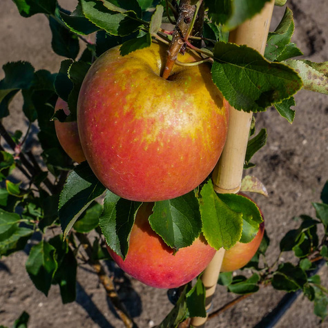 Jabłoń Rubinola Parchoodporna START PACK