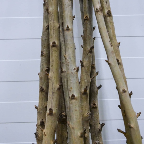 Czereśnia kolumnowa Stark Gold START PACK