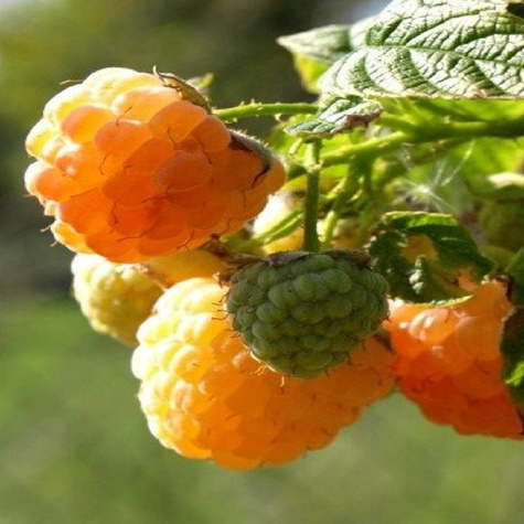 Malina żółta Golden Bliss (C2)