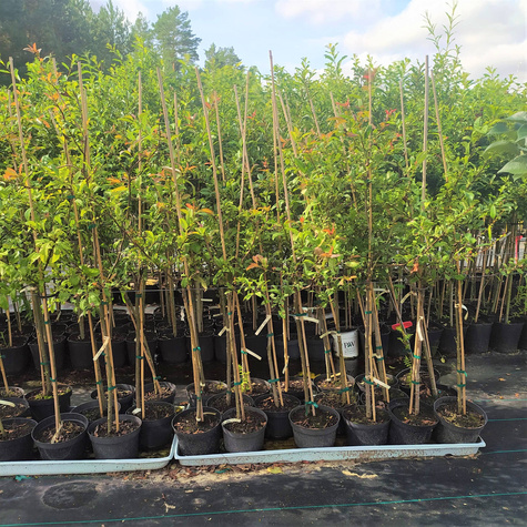 Pigwowiec okazały Nivalis Szczepiony na pniu PA60