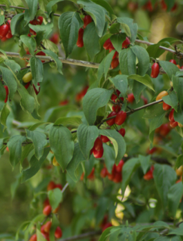 Dereń jadalny Cornus mas w doniczce