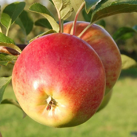 Jabłoń typu Remo Parchoodporna