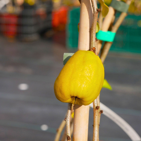 Pigwowiec japoński Cido w doniczce