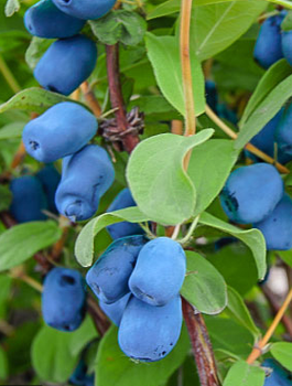 Jagoda kamczacka Indigo Gem