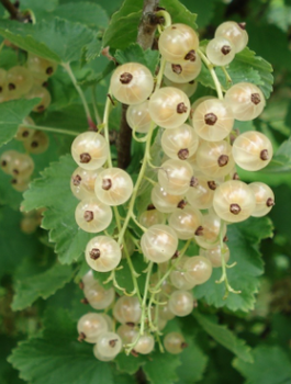 Porzeczka biała Weisse Versailer na pniu w balocie