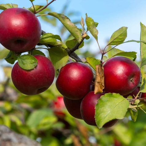 Jabłoń Empire START PACK