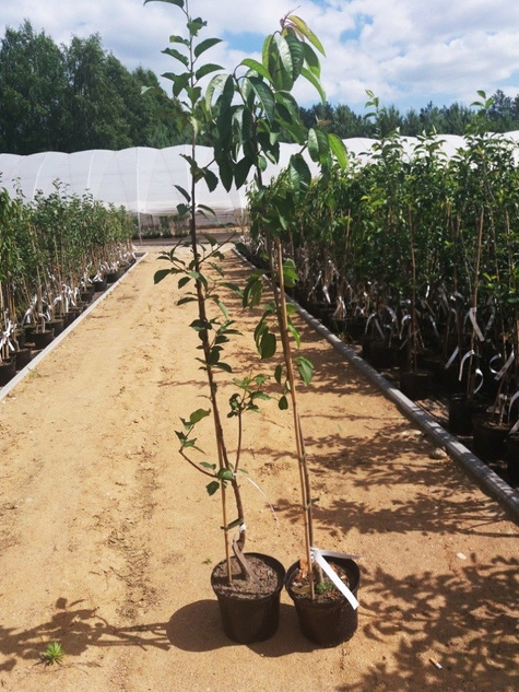 Grusza Król Sobieski w doniczce