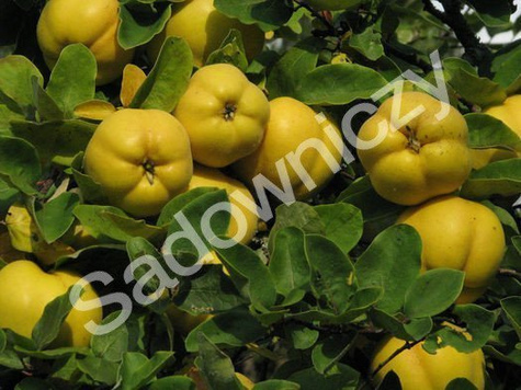 Pigwa jabłkowa Laskowicka w doniczce (C2)