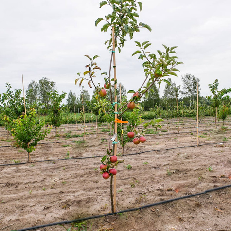 Jabłoń Muna Munka
