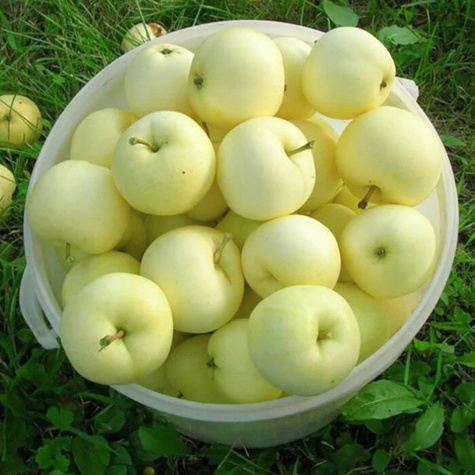 Jabłoń Papierówka Staropolska START PACK