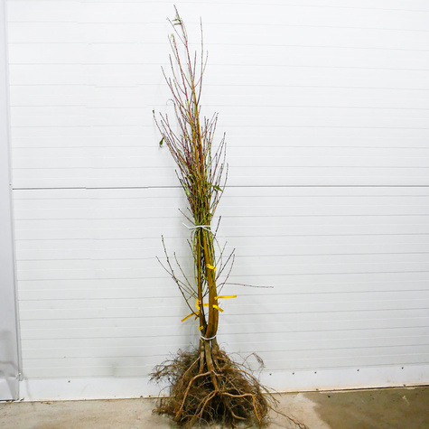 Brzoskwinia Primissima Delbardo Plant Pack