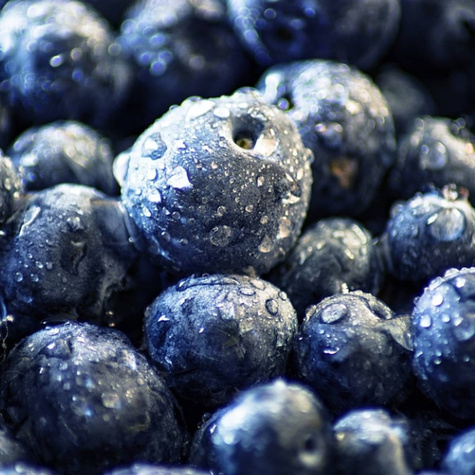 Borówka amerykańska Herbert w doniczce