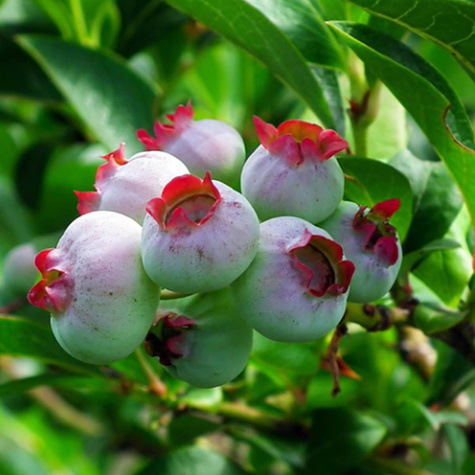 Borówka amerykańska niska Chippewa (C2)